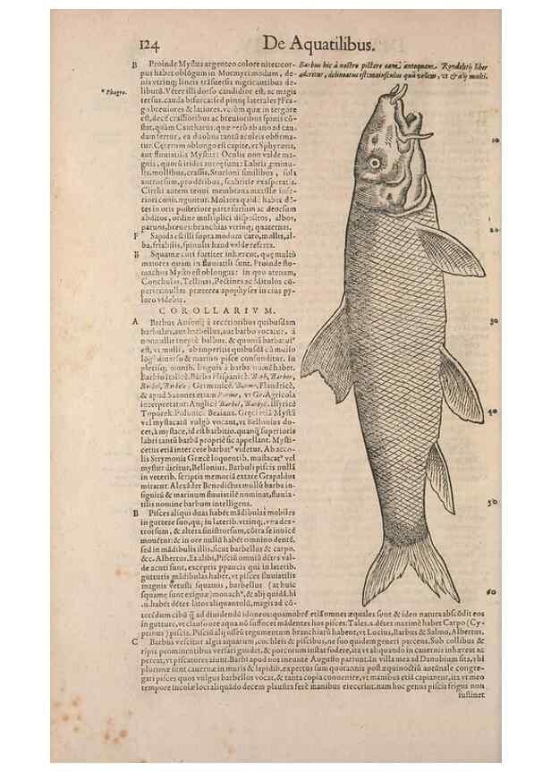 Reproducción/Reproduction 15569318292: Conradi Gesneri medici Tigurini Historiae animalium liber IV :. Francofurti :In Bibliopolio Andreae Cambieri,anno MDCIIII [1604]