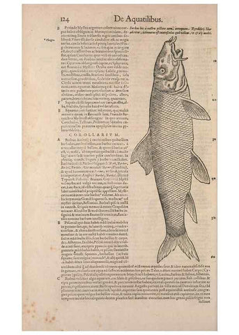 Reproducción/Reproduction 15569318292: Conradi Gesneri medici Tigurini Historiae animalium liber IV :. Francofurti :In Bibliopolio Andreae Cambieri,anno MDCIIII [1604]