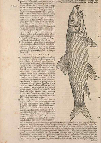Reproducción/Reproduction 15569318292: Conradi Gesneri medici Tigurini Historiae animalium liber IV :. Francofurti :In Bibliopolio Andreae Cambieri,anno MDCIIII [1604]