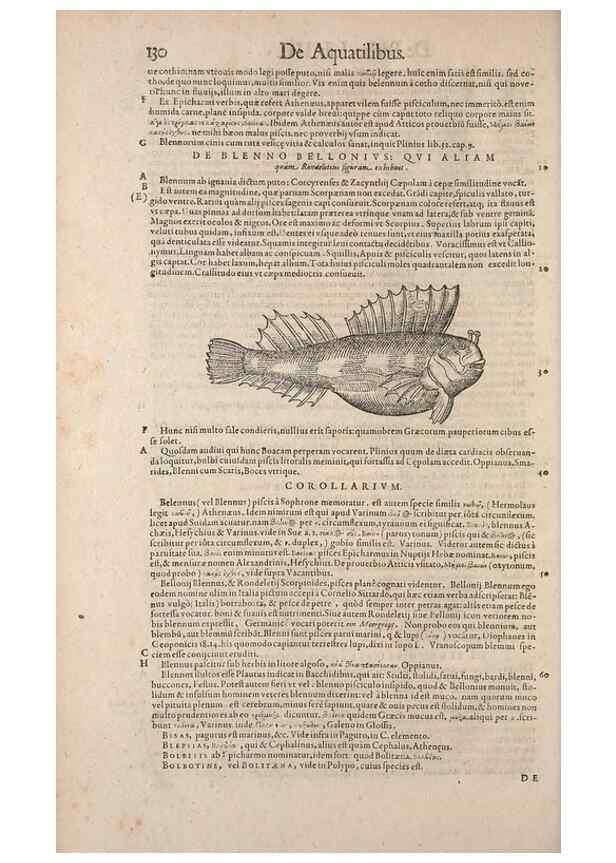 Reproducción/Reproduction 15544778986: Conradi Gesneri medici Tigurini Historiae animalium liber IV :. Francofurti :In Bibliopolio Andreae Cambieri,anno MDCIIII [1604]