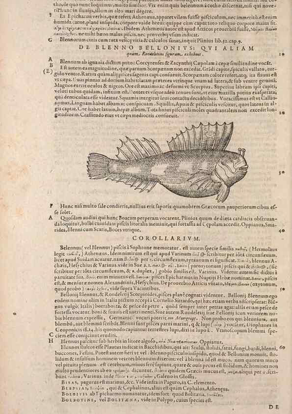 Reproducción/Reproduction 15544778986: Conradi Gesneri medici Tigurini Historiae animalium liber IV :. Francofurti :In Bibliopolio Andreae Cambieri,anno MDCIIII [1604]