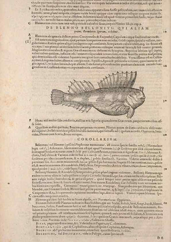 Reproducción/Reproduction 15544778986: Conradi Gesneri medici Tigurini Historiae animalium liber IV :. Francofurti :In Bibliopolio Andreae Cambieri,anno MDCIIII [1604]