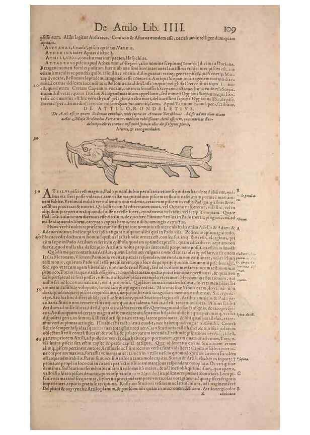 Reproducción/Reproduction 15544764186: Conradi Gesneri medici Tigurini Historiae animalium liber IV :. Francofurti :In Bibliopolio Andreae Cambieri,anno MDCIIII [1604]