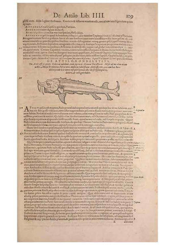 Reproducción/Reproduction 15544764186: Conradi Gesneri medici Tigurini Historiae animalium liber IV :. Francofurti :In Bibliopolio Andreae Cambieri,anno MDCIIII [1604]