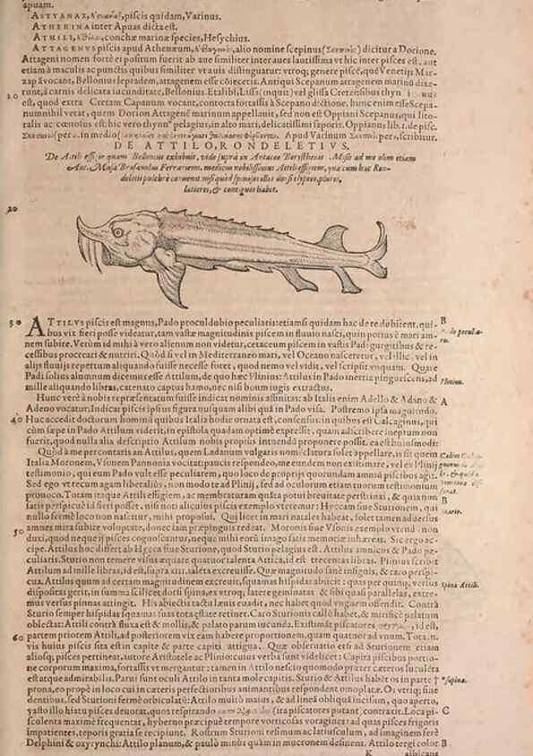 Reproducción/Reproduction 15544764186: Conradi Gesneri medici Tigurini Historiae animalium liber IV :. Francofurti :In Bibliopolio Andreae Cambieri,anno MDCIIII [1604]