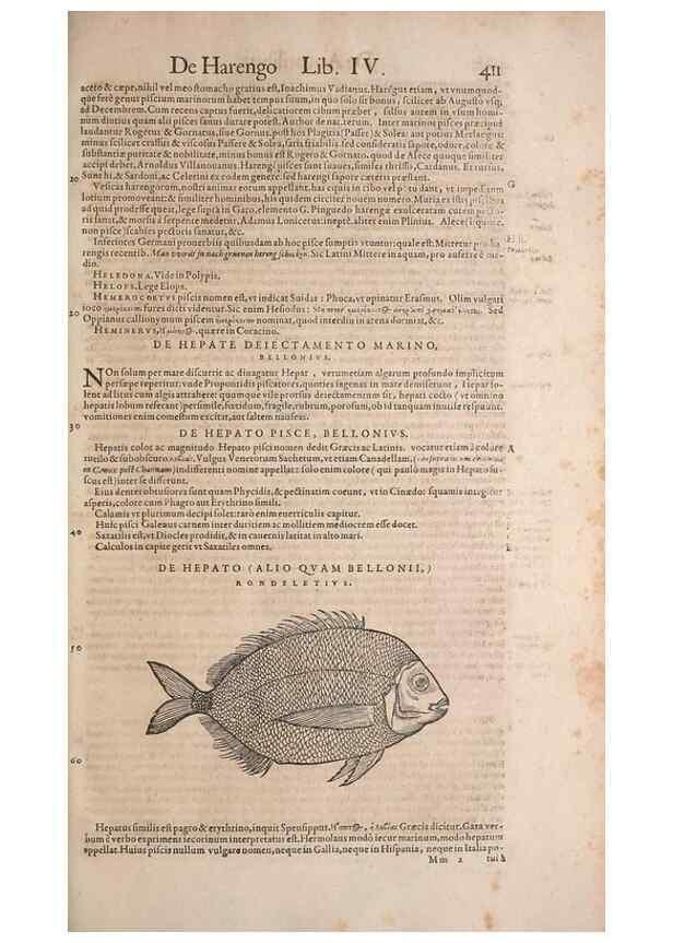 Reproducción/Reproduction 15382770268: Conradi Gesneri medici Tigurini Historiae animalium liber IV :. Francofurti :In Bibliopolio Andreae Cambieri,anno MDCIIII [1604]