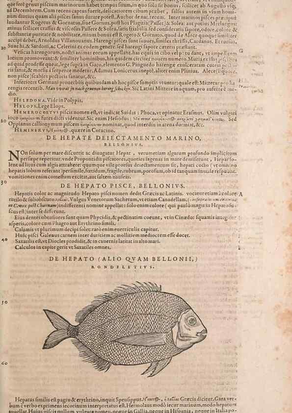 Reproducción/Reproduction 15382770268: Conradi Gesneri medici Tigurini Historiae animalium liber IV :. Francofurti :In Bibliopolio Andreae Cambieri,anno MDCIIII [1604]