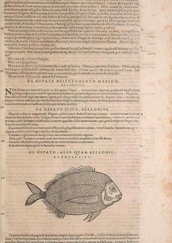 Reproducción/Reproduction 15382770268: Conradi Gesneri medici Tigurini Historiae animalium liber IV :. Francofurti :In Bibliopolio Andreae Cambieri,anno MDCIIII [1604]