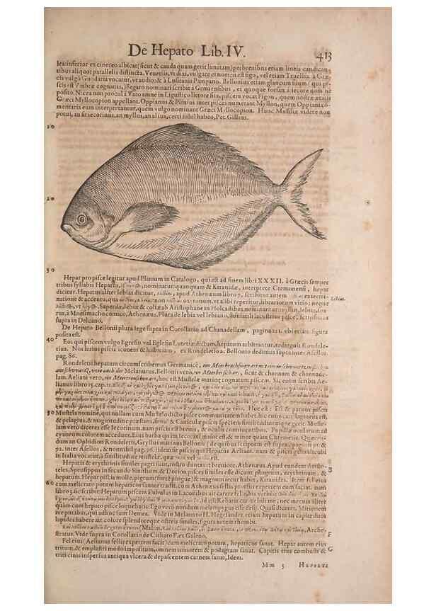 Reproducción/Reproduction 14948169474: Conradi Gesneri medici Tigurini Historiae animalium liber IV :. Francofurti :In Bibliopolio Andreae Cambieri,anno MDCIIII [1604]