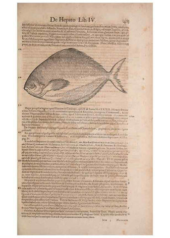 Reproducción/Reproduction 14948169474: Conradi Gesneri medici Tigurini Historiae animalium liber IV :. Francofurti :In Bibliopolio Andreae Cambieri,anno MDCIIII [1604]