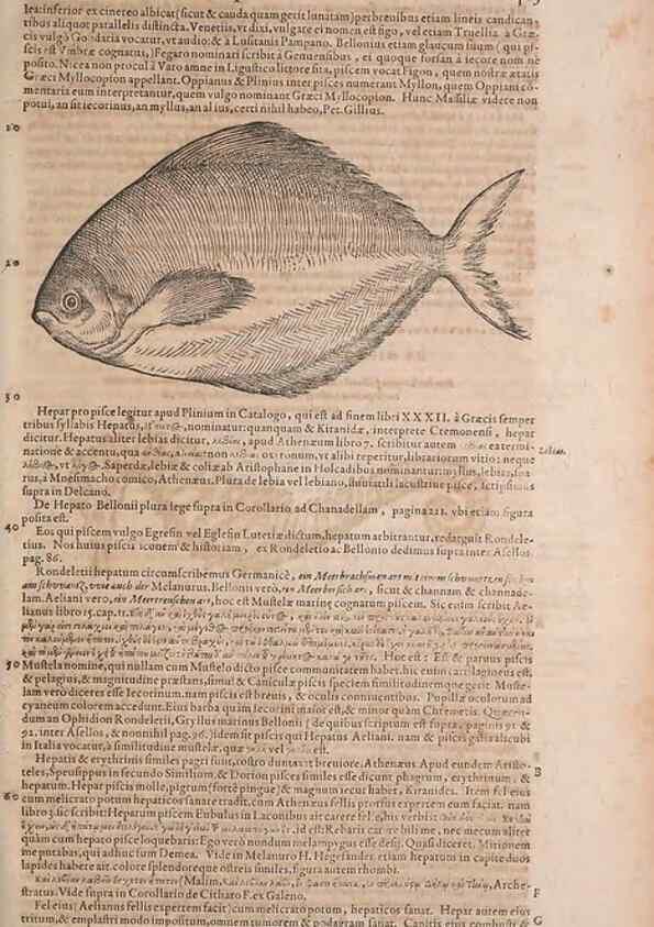 Reproducción/Reproduction 14948169474: Conradi Gesneri medici Tigurini Historiae animalium liber IV :. Francofurti :In Bibliopolio Andreae Cambieri,anno MDCIIII [1604]