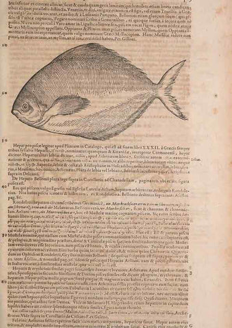 Reproducción/Reproduction 14948169474: Conradi Gesneri medici Tigurini Historiae animalium liber IV :. Francofurti :In Bibliopolio Andreae Cambieri,anno MDCIIII [1604]