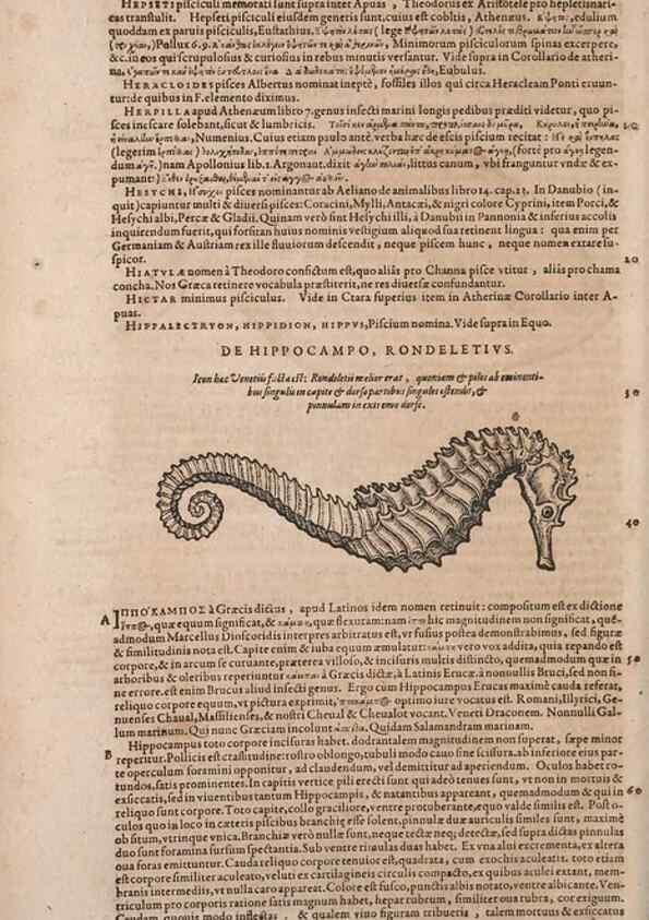 Reproducción/Reproduction 15569762232: Conradi Gesneri medici Tigurini Historiae animalium liber IV :. Francofurti :In Bibliopolio Andreae Cambieri,anno MDCIIII [1604]