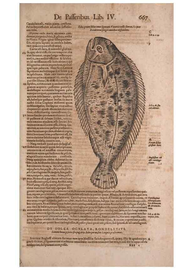 Reproducción/Reproduction 15382494109: Conradi Gesneri medici Tigurini Historiae animalium liber IV :. Francofurti :In Bibliopolio Andreae Cambieri,anno MDCIIII [1604]