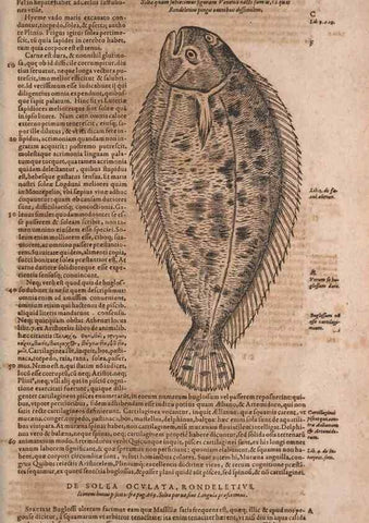 Reproducción/Reproduction 15382494109: Conradi Gesneri medici Tigurini Historiae animalium liber IV :. Francofurti :In Bibliopolio Andreae Cambieri,anno MDCIIII [1604]
