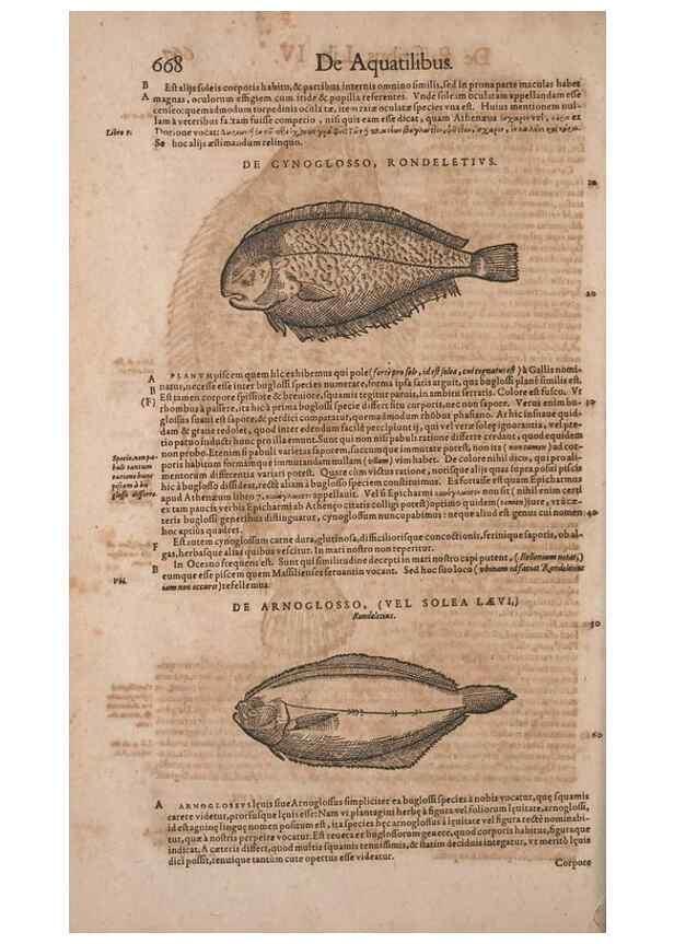 Reproducción/Reproduction 14948956633: Conradi Gesneri medici Tigurini Historiae animalium liber IV :. Francofurti :In Bibliopolio Andreae Cambieri,anno MDCIIII [1604]
