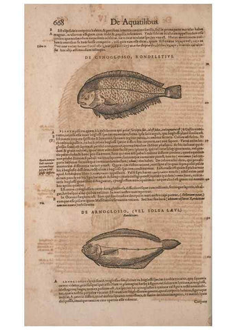 Reproducción/Reproduction 14948956633: Conradi Gesneri medici Tigurini Historiae animalium liber IV :. Francofurti :In Bibliopolio Andreae Cambieri,anno MDCIIII [1604]