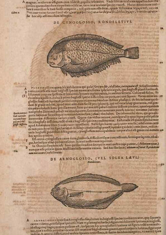 Reproducción/Reproduction 14948956633: Conradi Gesneri medici Tigurini Historiae animalium liber IV :. Francofurti :In Bibliopolio Andreae Cambieri,anno MDCIIII [1604]