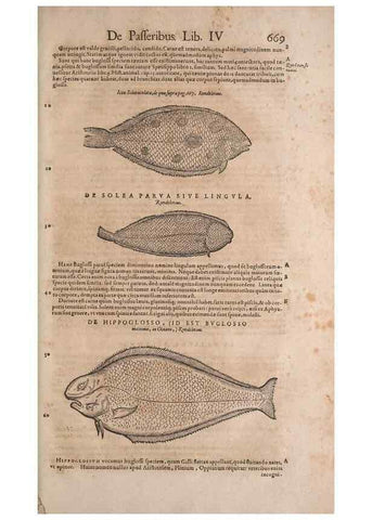 Reproducción/Reproduction 15545427936: Conradi Gesneri medici Tigurini Historiae animalium liber IV :. Francofurti :In Bibliopolio Andreae Cambieri,anno MDCIIII [1604]