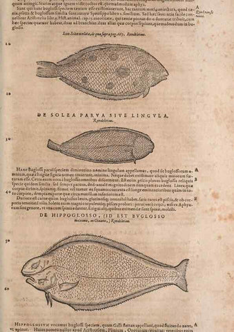 Reproducción/Reproduction 15545427936: Conradi Gesneri medici Tigurini Historiae animalium liber IV :. Francofurti :In Bibliopolio Andreae Cambieri,anno MDCIIII [1604]