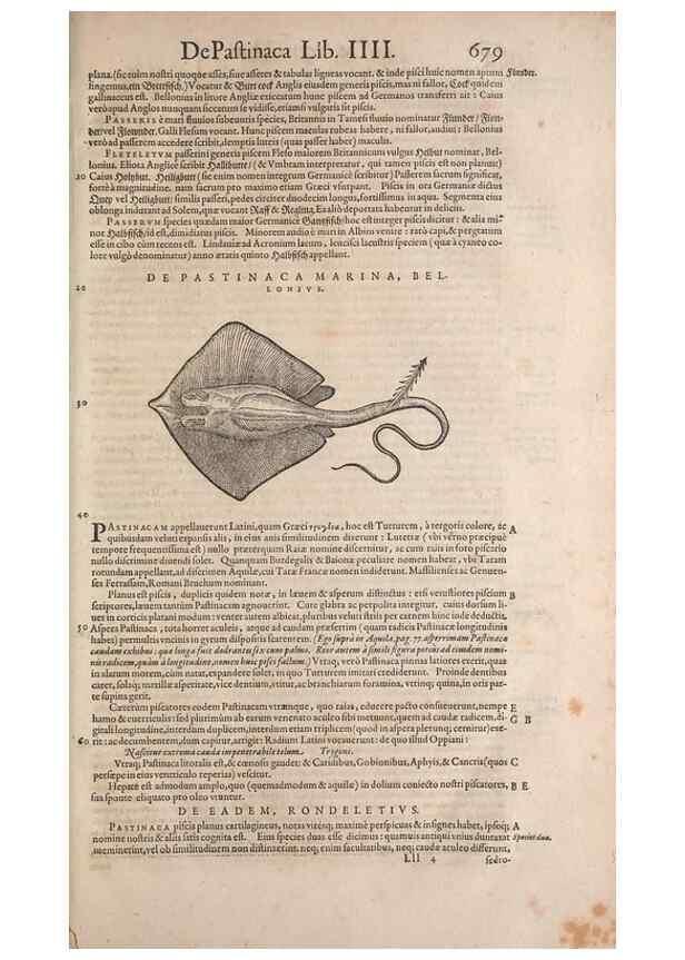 Reproducción/Reproduction 15569972422: Conradi Gesneri medici Tigurini Historiae animalium liber IV :. Francofurti :In Bibliopolio Andreae Cambieri,anno MDCIIII [1604]