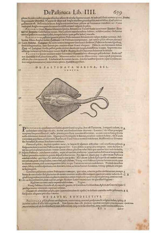 Reproducción/Reproduction 15569972422: Conradi Gesneri medici Tigurini Historiae animalium liber IV :. Francofurti :In Bibliopolio Andreae Cambieri,anno MDCIIII [1604]