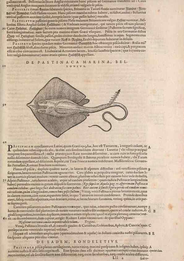 Reproducción/Reproduction 15569972422: Conradi Gesneri medici Tigurini Historiae animalium liber IV :. Francofurti :In Bibliopolio Andreae Cambieri,anno MDCIIII [1604]