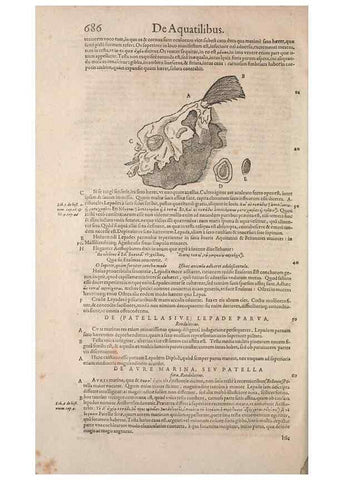 Reproducción/Reproduction 15566463661: Conradi Gesneri medici Tigurini Historiae animalium liber IV :. Francofurti :In Bibliopolio Andreae Cambieri,anno MDCIIII [1604]