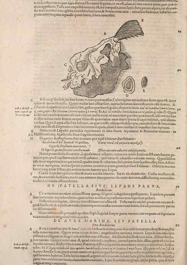 Reproducción/Reproduction 15566463661: Conradi Gesneri medici Tigurini Historiae animalium liber IV :. Francofurti :In Bibliopolio Andreae Cambieri,anno MDCIIII [1604]