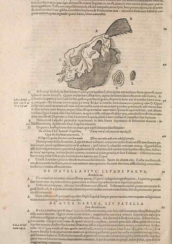 Reproducción/Reproduction 15566463661: Conradi Gesneri medici Tigurini Historiae animalium liber IV :. Francofurti :In Bibliopolio Andreae Cambieri,anno MDCIIII [1604]