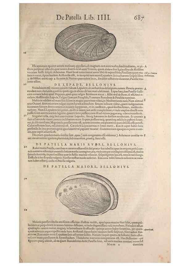 Reproducción/Reproduction 15383504880: Conradi Gesneri medici Tigurini Historiae animalium liber IV :. Francofurti :In Bibliopolio Andreae Cambieri,anno MDCIIII [1604]