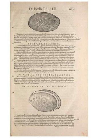 Reproducción/Reproduction 15383504880: Conradi Gesneri medici Tigurini Historiae animalium liber IV :. Francofurti :In Bibliopolio Andreae Cambieri,anno MDCIIII [1604]