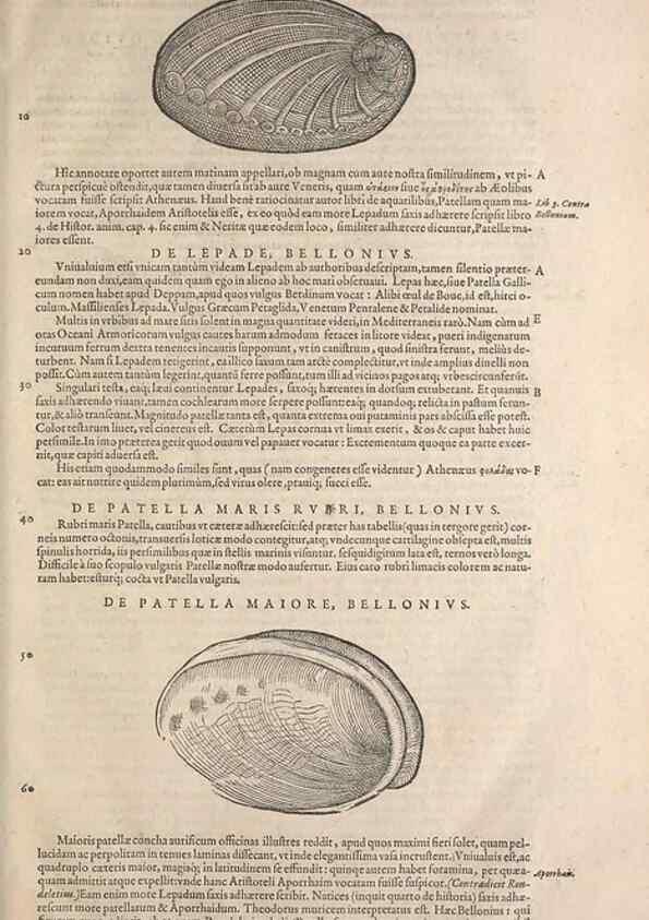 Reproducción/Reproduction 15383504880: Conradi Gesneri medici Tigurini Historiae animalium liber IV :. Francofurti :In Bibliopolio Andreae Cambieri,anno MDCIIII [1604]