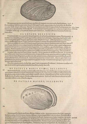 Reproducción/Reproduction 15383504880: Conradi Gesneri medici Tigurini Historiae animalium liber IV :. Francofurti :In Bibliopolio Andreae Cambieri,anno MDCIIII [1604]