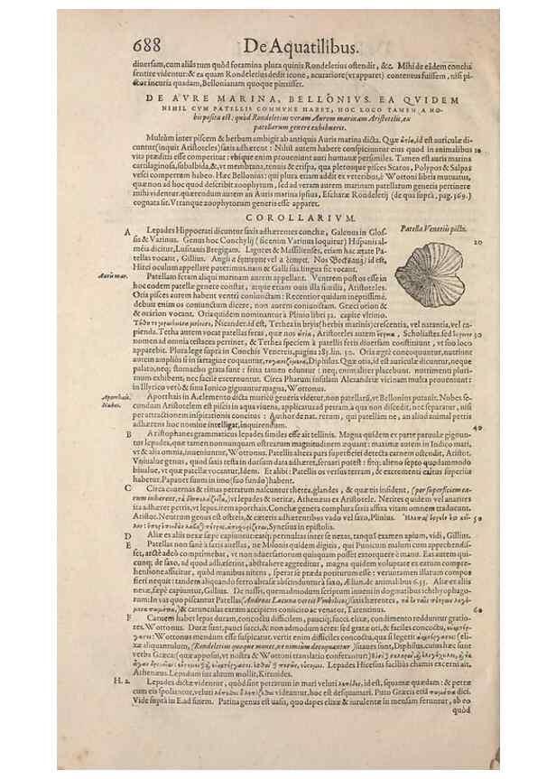 Reproducción/Reproduction 15569978782: Conradi Gesneri medici Tigurini Historiae animalium liber IV :. Francofurti :In Bibliopolio Andreae Cambieri,anno MDCIIII [1604]