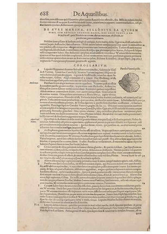 Reproducción/Reproduction 15569978782: Conradi Gesneri medici Tigurini Historiae animalium liber IV :. Francofurti :In Bibliopolio Andreae Cambieri,anno MDCIIII [1604]