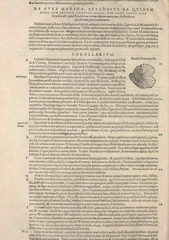 Reproducción/Reproduction 15569978782: Conradi Gesneri medici Tigurini Historiae animalium liber IV :. Francofurti :In Bibliopolio Andreae Cambieri,anno MDCIIII [1604]