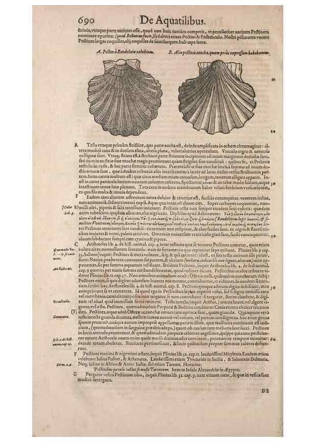 Reproducción/Reproduction 15545437876: Conradi Gesneri medici Tigurini Historiae animalium liber IV :. Francofurti :In Bibliopolio Andreae Cambieri,anno MDCIIII [1604]