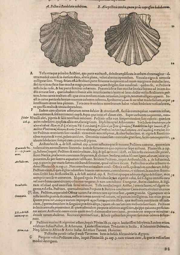 Reproducción/Reproduction 15545437876: Conradi Gesneri medici Tigurini Historiae animalium liber IV :. Francofurti :In Bibliopolio Andreae Cambieri,anno MDCIIII [1604]