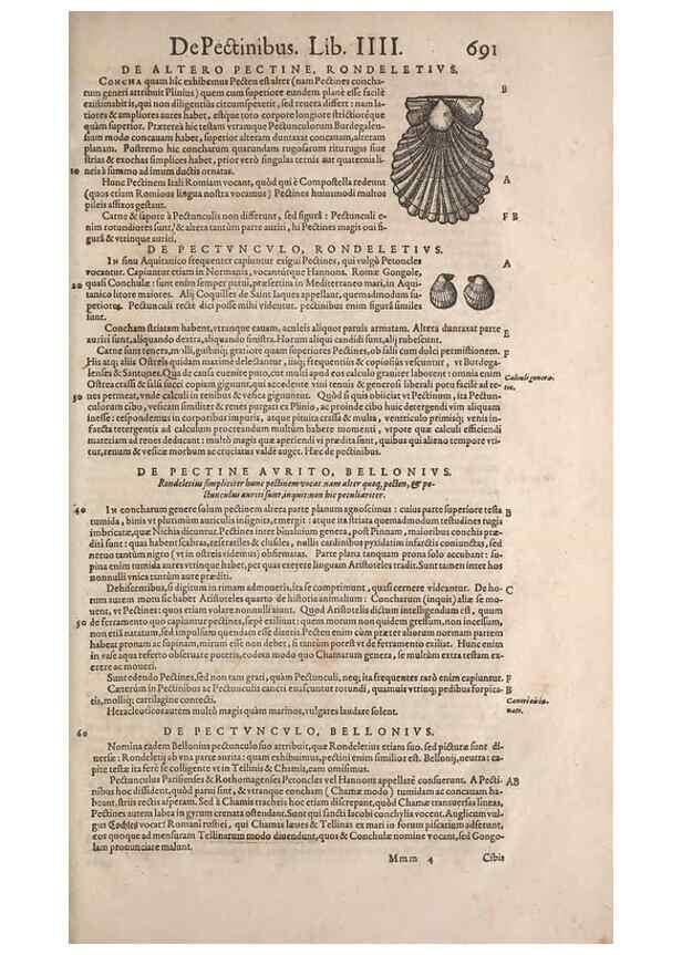Reproducción/Reproduction 15383135367: Conradi Gesneri medici Tigurini Historiae animalium liber IV :. Francofurti :In Bibliopolio Andreae Cambieri,anno MDCIIII [1604]