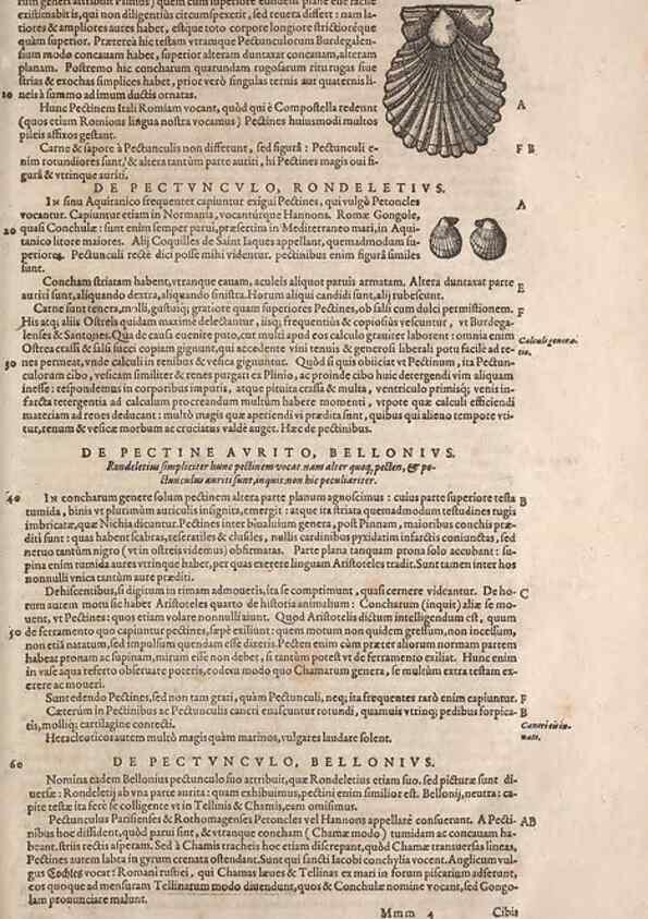 Reproducción/Reproduction 15383135367: Conradi Gesneri medici Tigurini Historiae animalium liber IV :. Francofurti :In Bibliopolio Andreae Cambieri,anno MDCIIII [1604]
