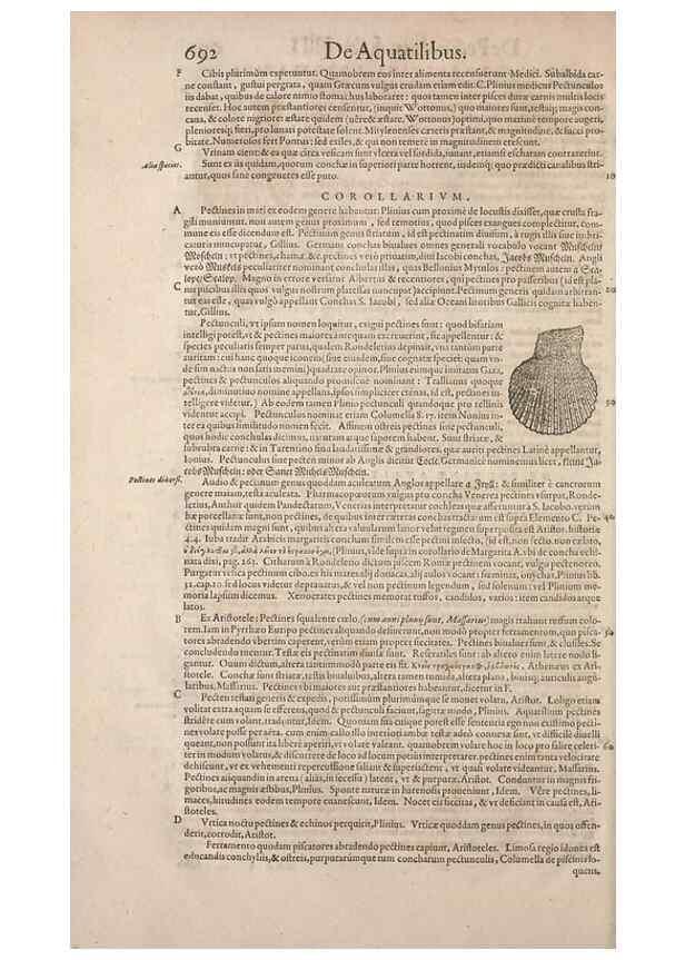 Reproducción/Reproduction 15545442016: Conradi Gesneri medici Tigurini Historiae animalium liber IV :. Francofurti :In Bibliopolio Andreae Cambieri,anno MDCIIII [1604]