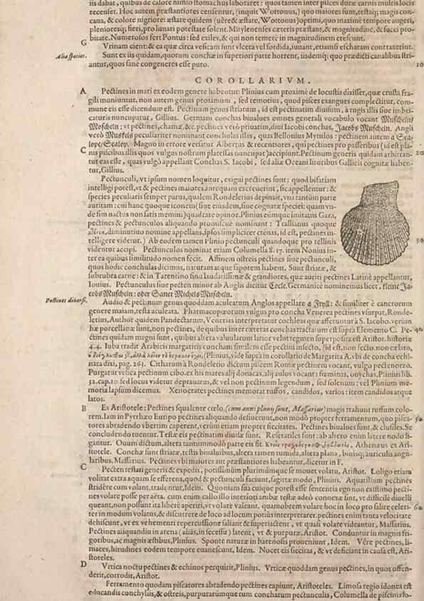 Reproducción/Reproduction 15545442016: Conradi Gesneri medici Tigurini Historiae animalium liber IV :. Francofurti :In Bibliopolio Andreae Cambieri,anno MDCIIII [1604]