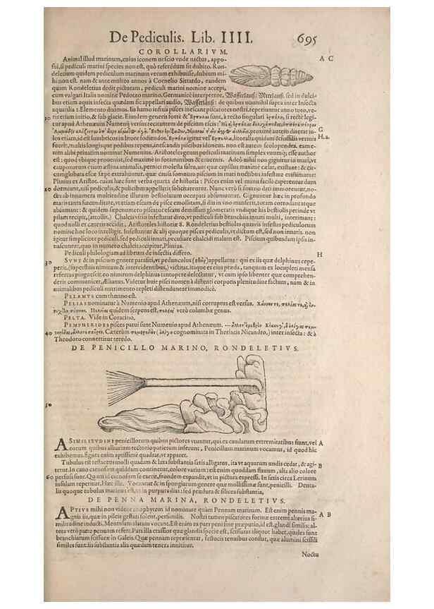 Reproducción/Reproduction 15545446076: Conradi Gesneri medici Tigurini Historiae animalium liber IV :. Francofurti :In Bibliopolio Andreae Cambieri,anno MDCIIII [1604]