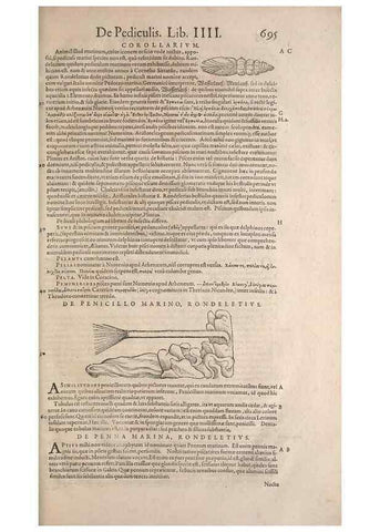 Reproducción/Reproduction 15545446076: Conradi Gesneri medici Tigurini Historiae animalium liber IV :. Francofurti :In Bibliopolio Andreae Cambieri,anno MDCIIII [1604]