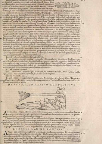 Reproducción/Reproduction 15545446076: Conradi Gesneri medici Tigurini Historiae animalium liber IV :. Francofurti :In Bibliopolio Andreae Cambieri,anno MDCIIII [1604]