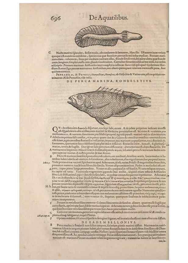 Reproducción/Reproduction 14948978043: Conradi Gesneri medici Tigurini Historiae animalium liber IV :. Francofurti :In Bibliopolio Andreae Cambieri,anno MDCIIII [1604]