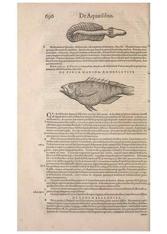 Reproducción/Reproduction 14948978043: Conradi Gesneri medici Tigurini Historiae animalium liber IV :. Francofurti :In Bibliopolio Andreae Cambieri,anno MDCIIII [1604]