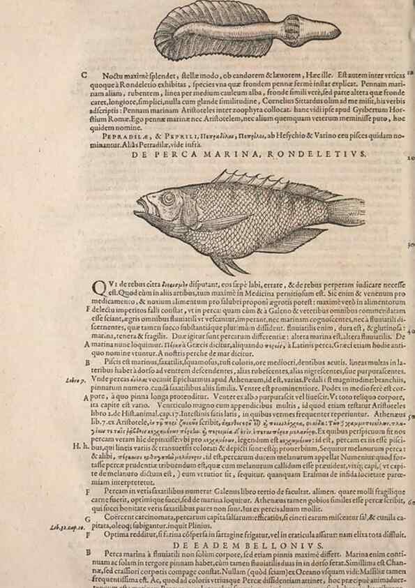 Reproducción/Reproduction 14948978043: Conradi Gesneri medici Tigurini Historiae animalium liber IV :. Francofurti :In Bibliopolio Andreae Cambieri,anno MDCIIII [1604]