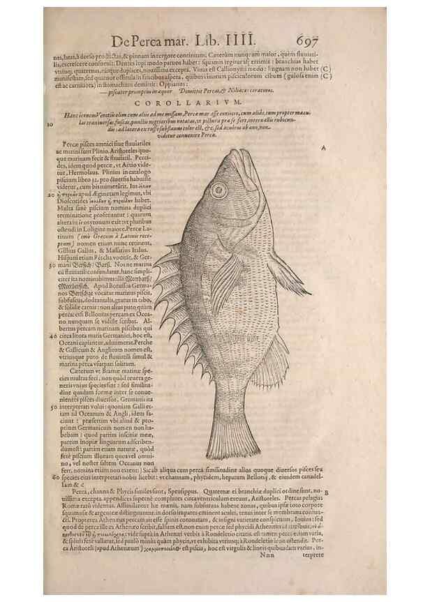 Reproducción/Reproduction 15382519969: Conradi Gesneri medici Tigurini Historiae animalium liber IV :. Francofurti :In Bibliopolio Andreae Cambieri,anno MDCIIII [1604]